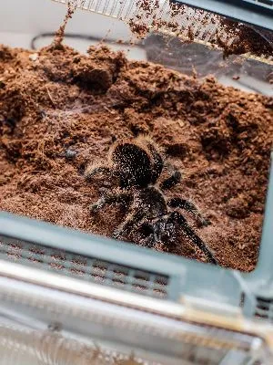 14897 tarantula enclosure setup