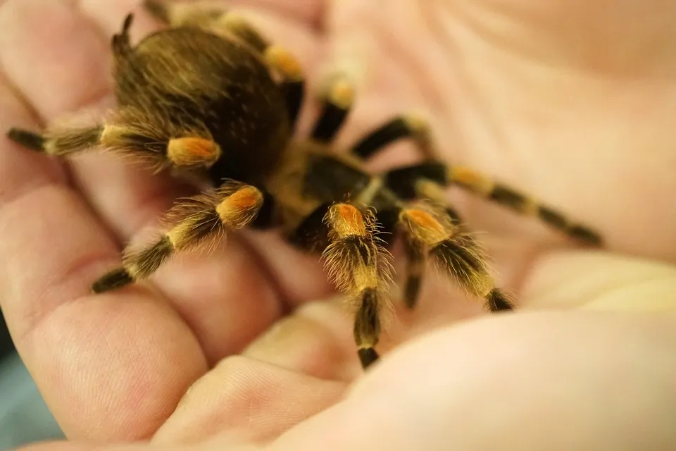 14901 portugal tarantula spider conservation