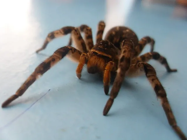 14901 portugal tarantula spider identification