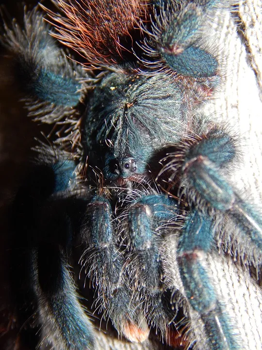 14901 portugal tarantula spider species