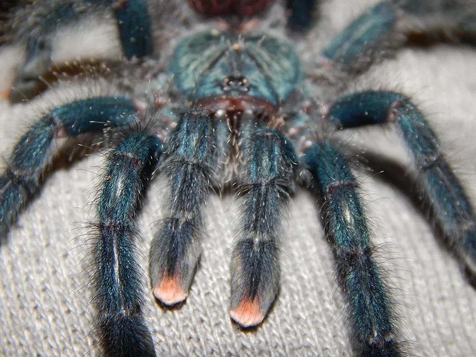 /img/14901-tarantula-spider-landscape.webp