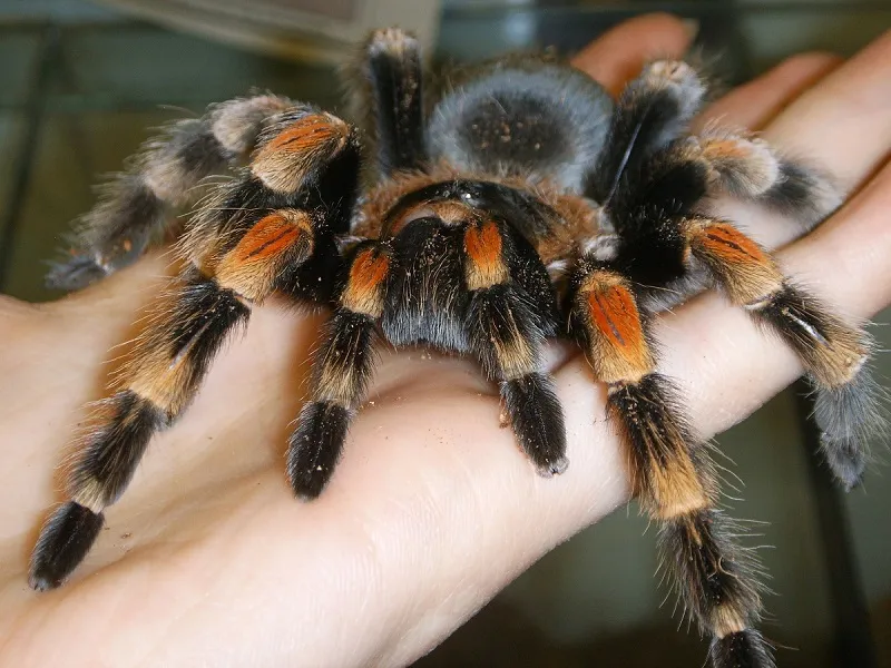 14902 tarantula ambush