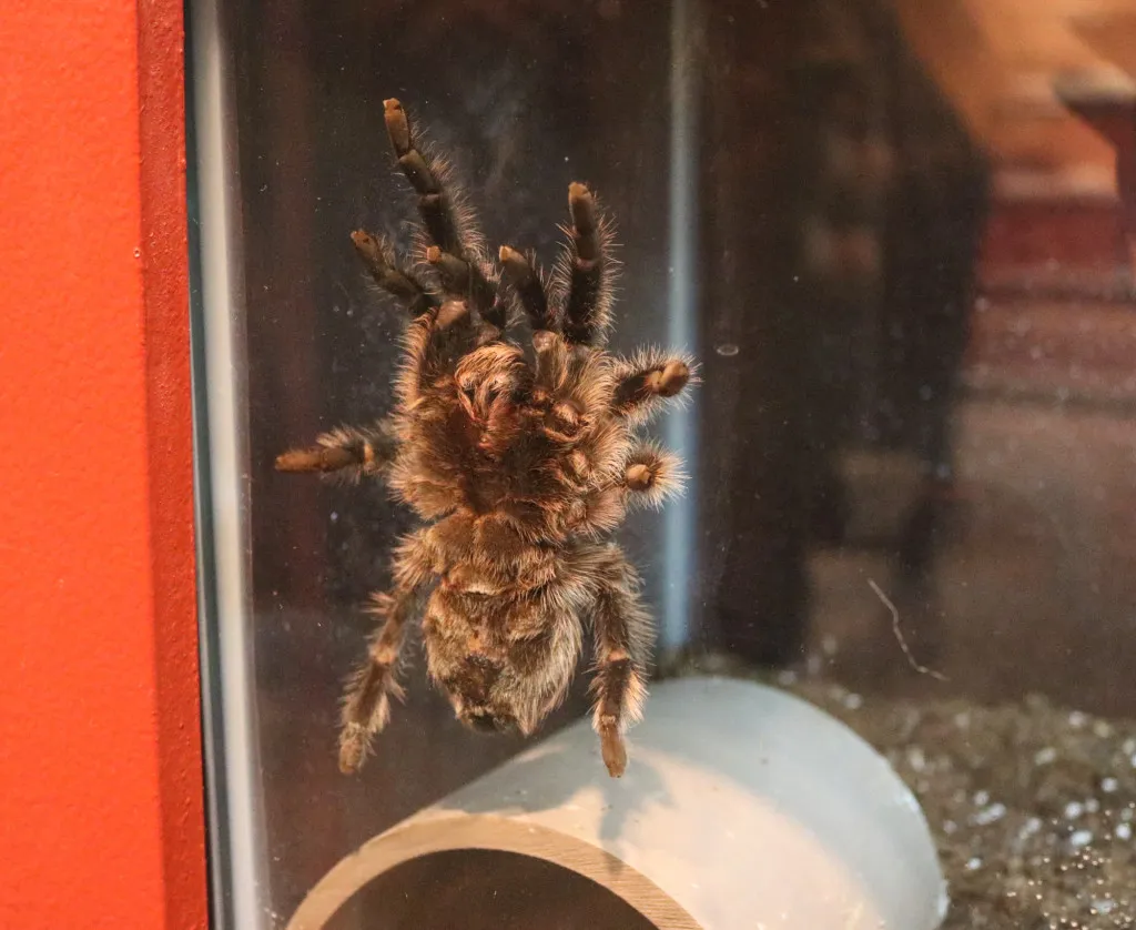 14902 tarantula camouflage