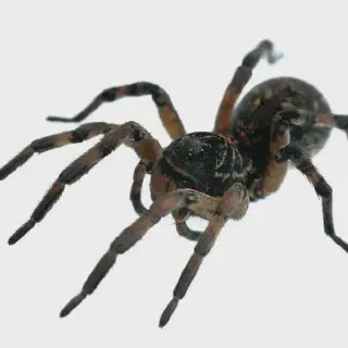 /img/14902-tarantula-molting.webp