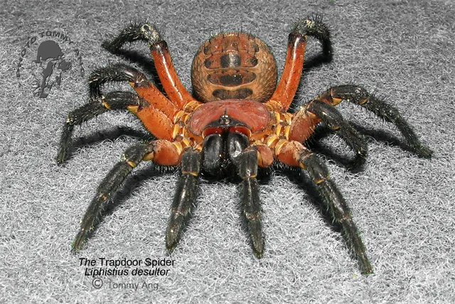 14902 tarantula sensory toolkit