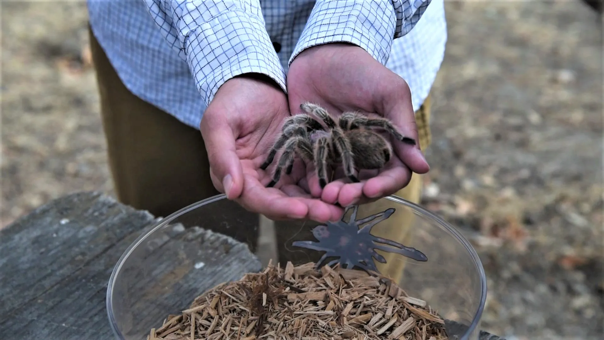 14902 tarantula wrapping prey