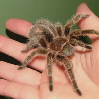 /img/14903-pet-tarantula-brisbane-7.webp