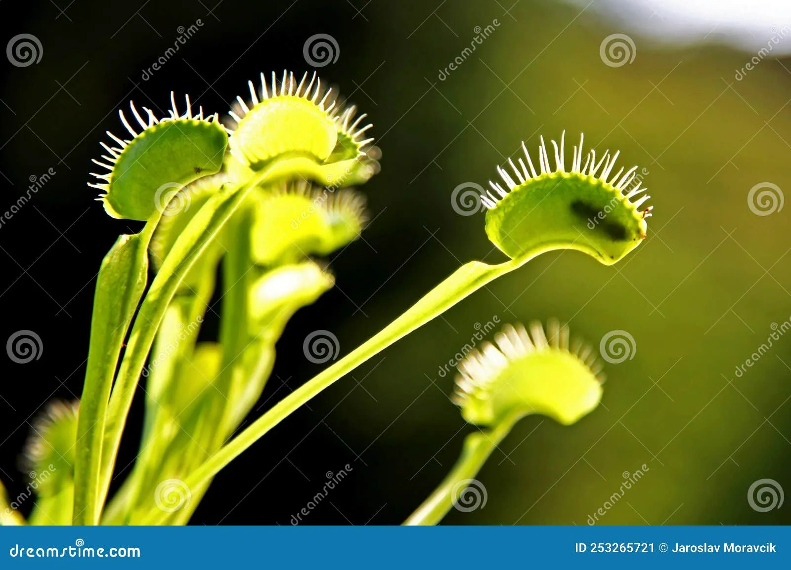 /img/14904-carnivorous-plant.webp