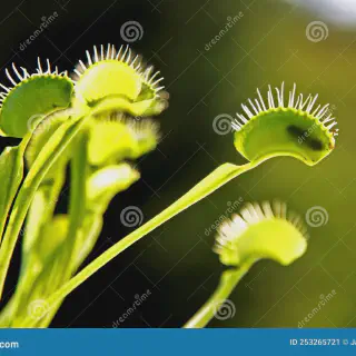 /img/14904-carnivorous-plant.webp