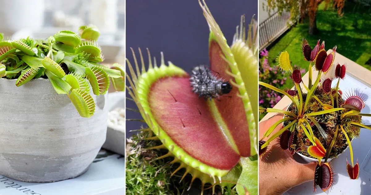 14904 venus fly trap close