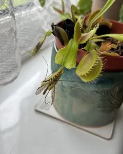 14904 venus fly trap reopen