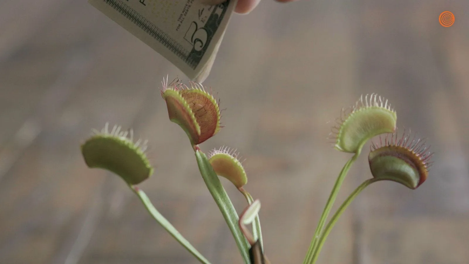 14904 venus fly trap trap