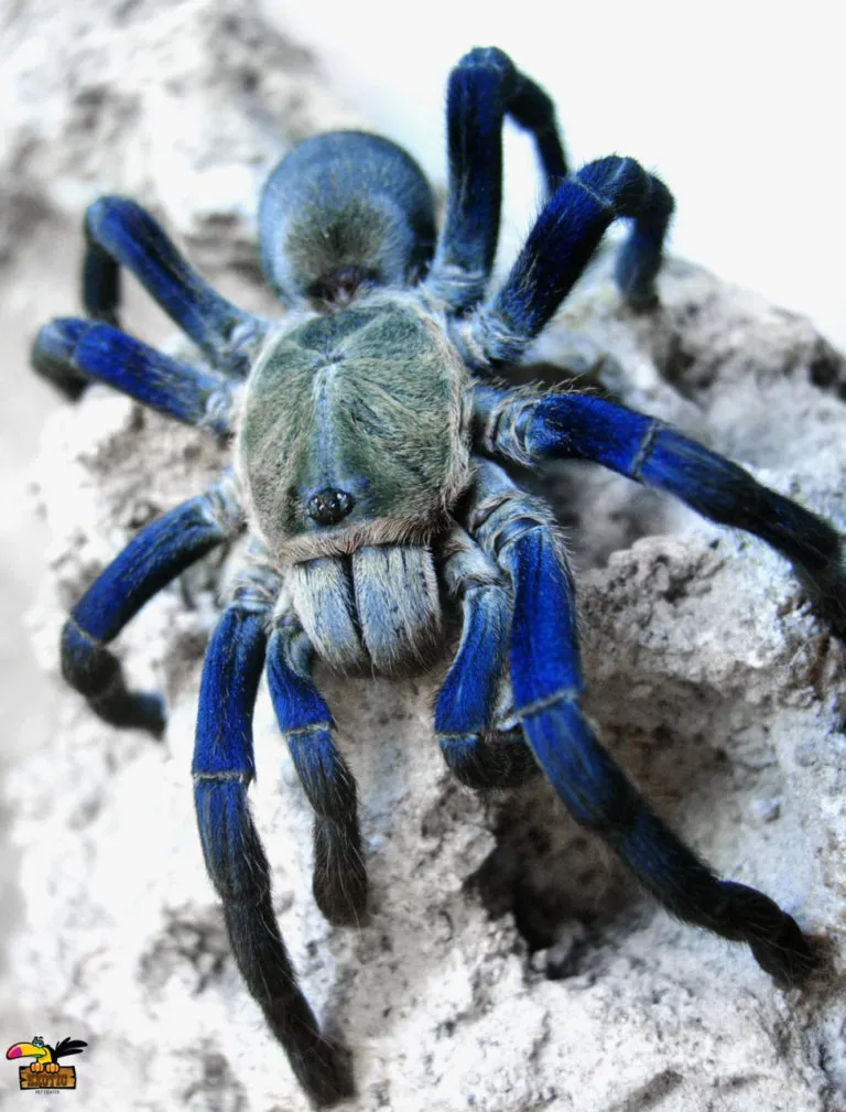 14905 blue african tarantula feeding