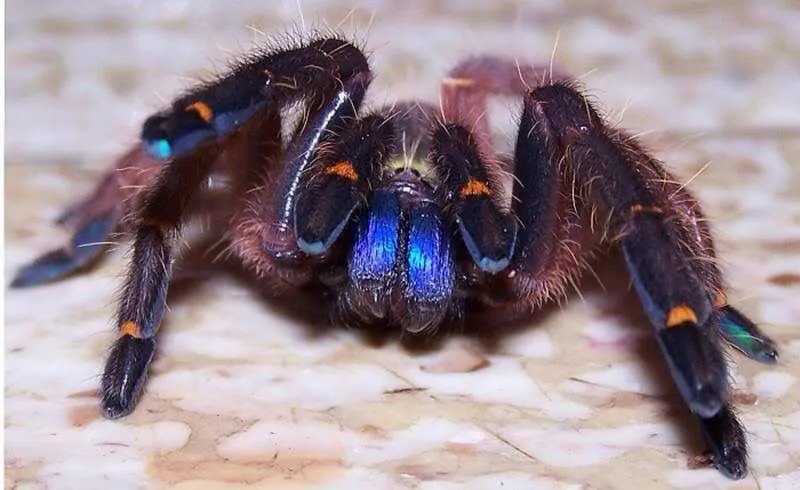 14905 blue african tarantula habitat