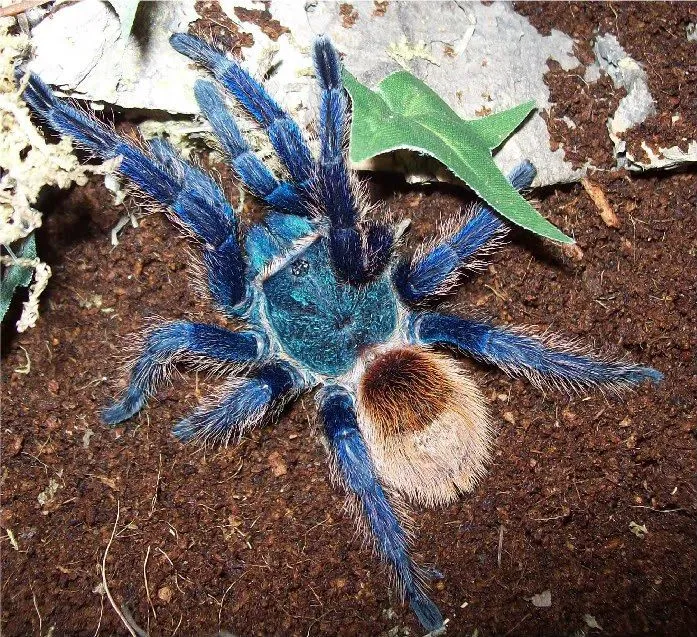 14905 blue african tarantula handling