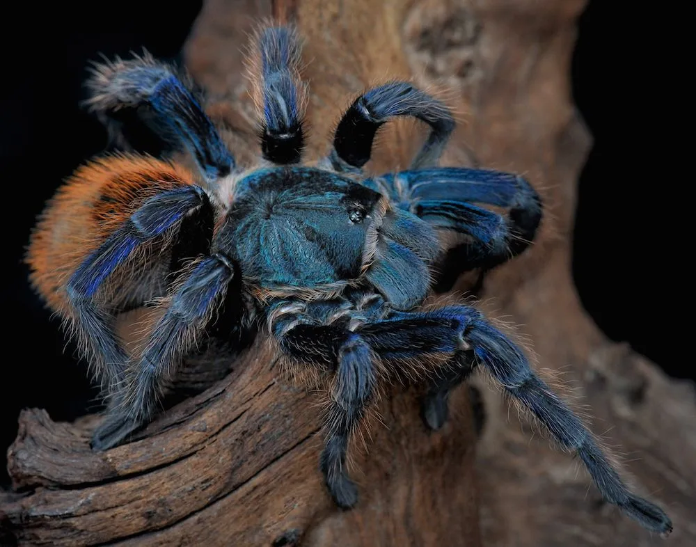 /img/14905-blue-african-tarantula-humidity.webp