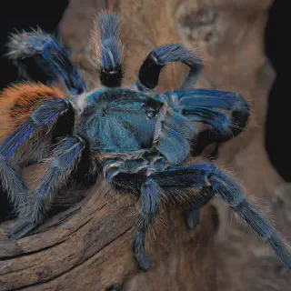 /img/14905-blue-african-tarantula-humidity.webp