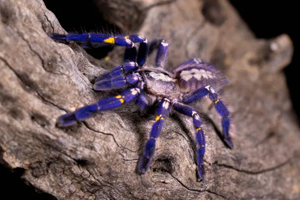 14905 blue african tarantula molting
