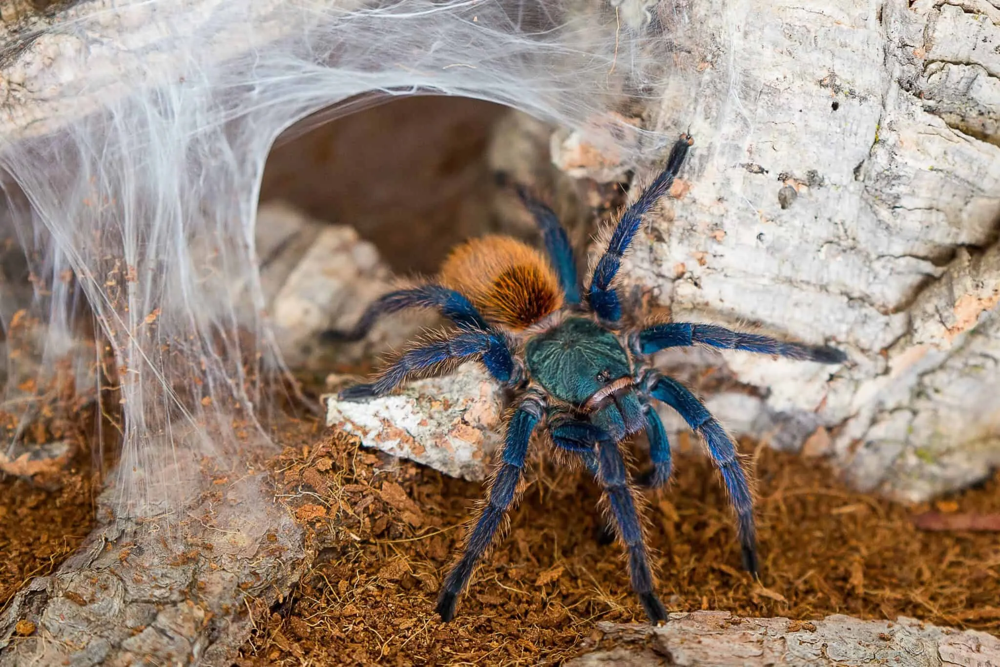 14905 blue african tarantula substrate