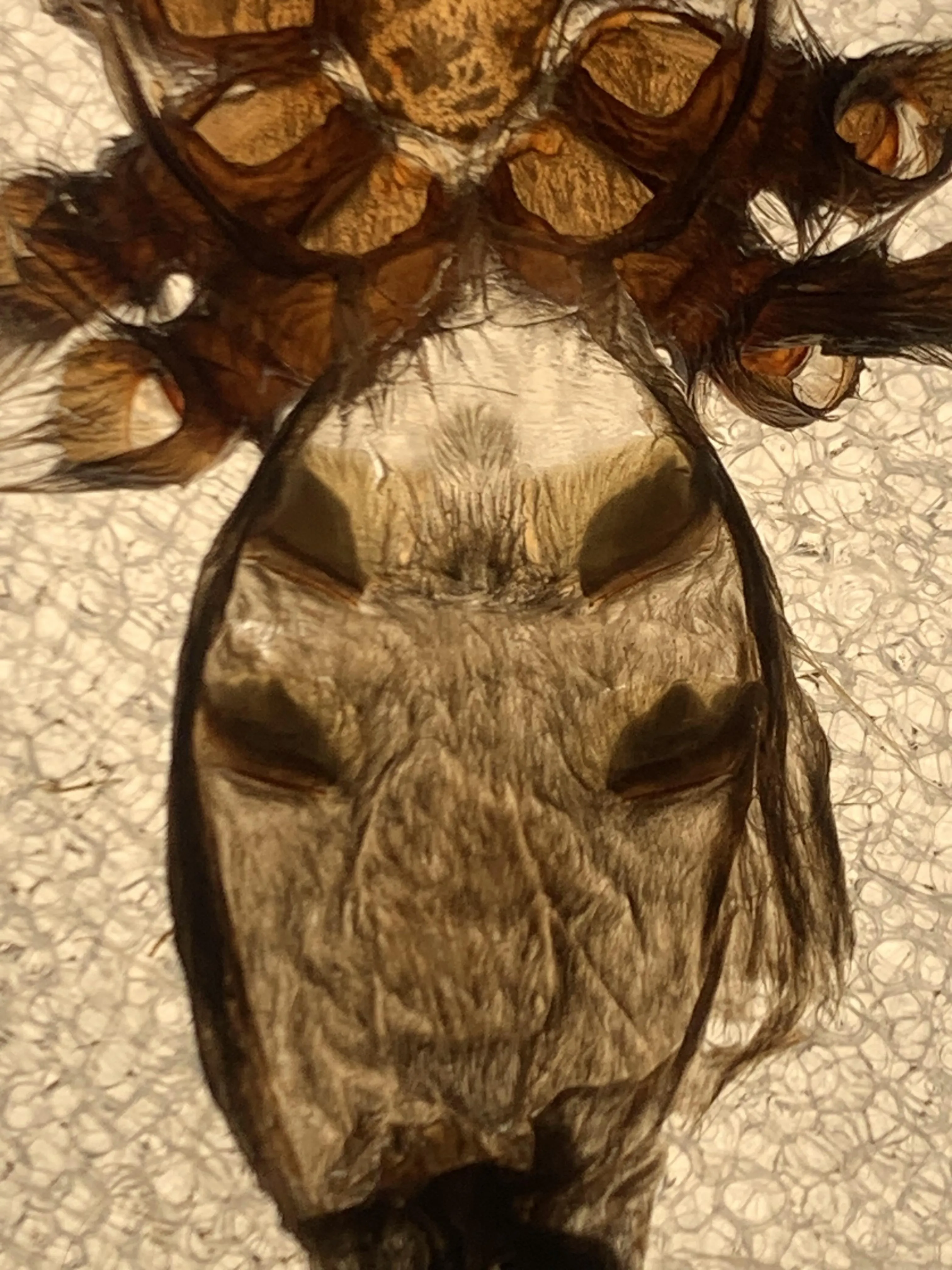 14906 curly hair tarantula behavior