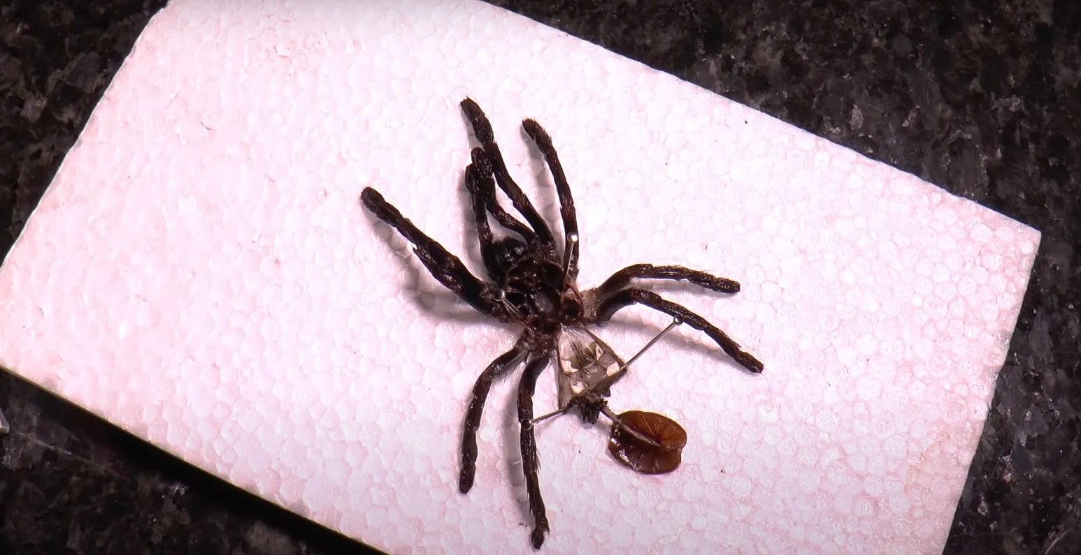 14906 curly hair tarantula coloration