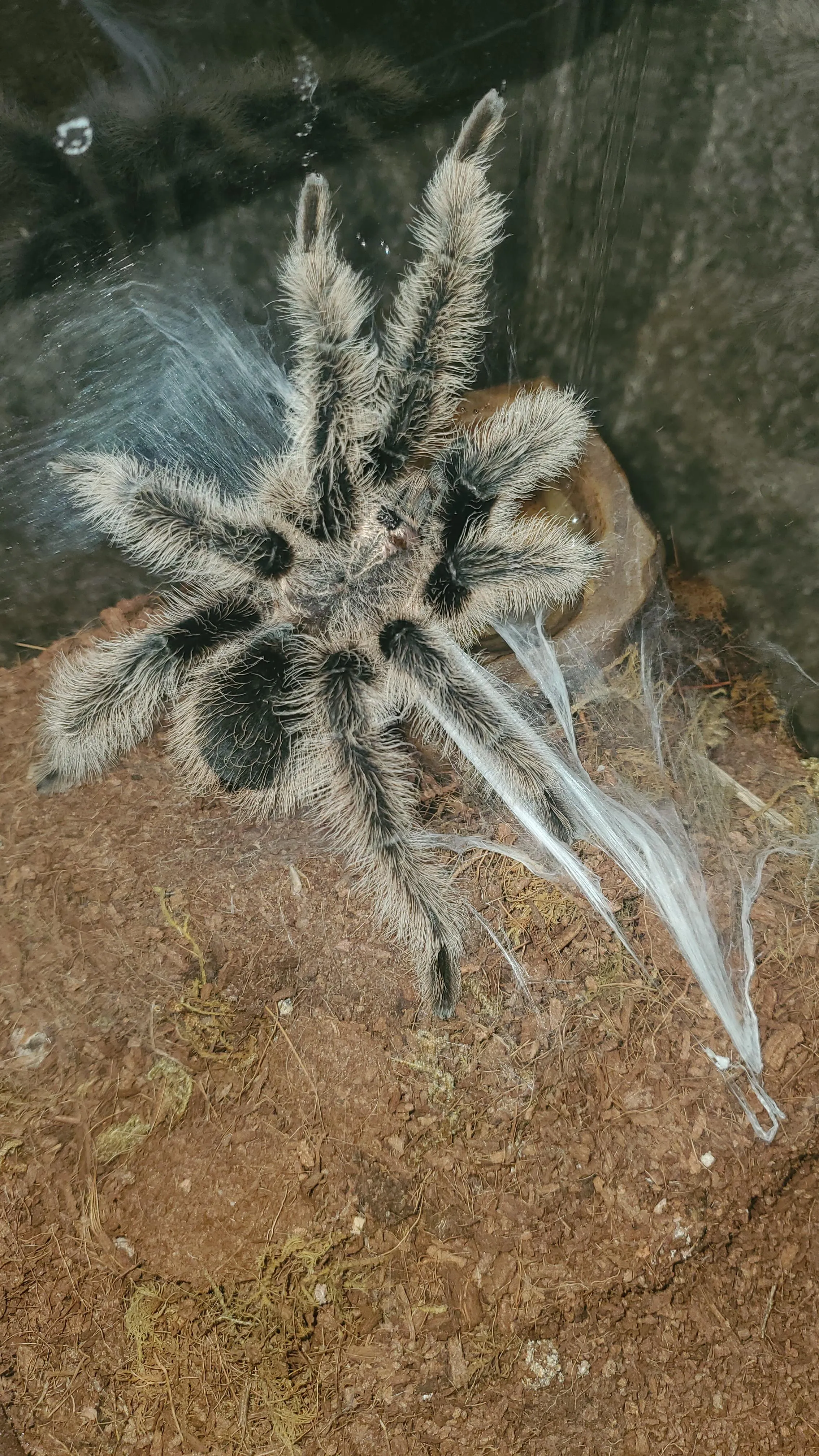 14906 curly hair tarantula lifespan