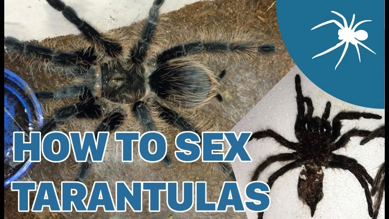 /img/14906-curly-hair-tarantula-webbing.webp