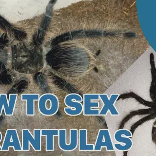 /img/14906-curly-hair-tarantula-webbing.webp