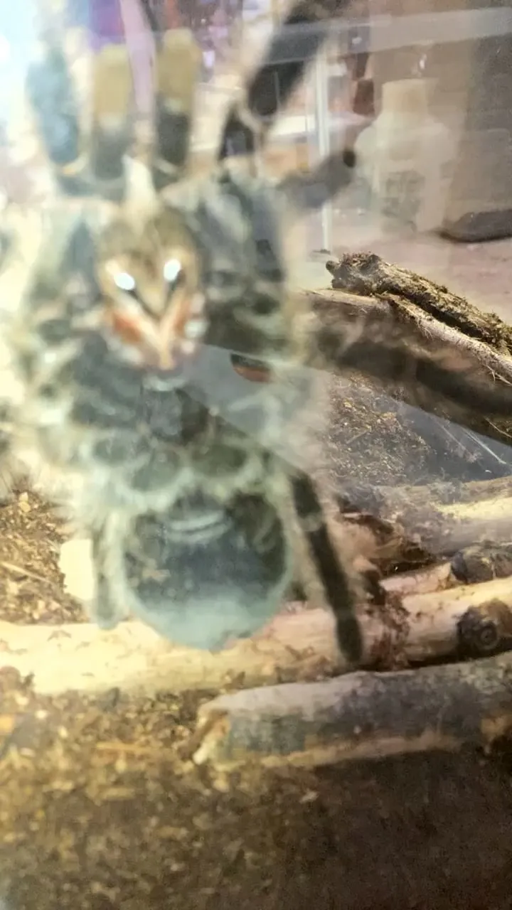 14906 female curly hair tarantula