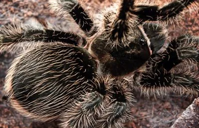 14906 male curly hair tarantula