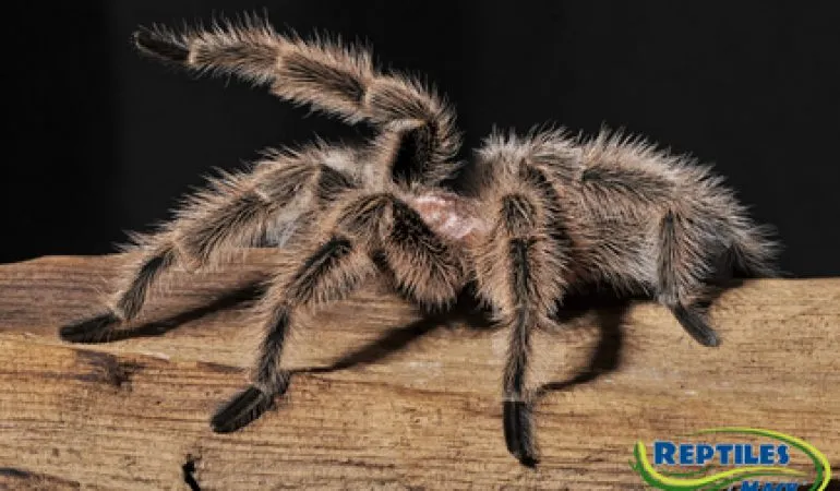 /img/14908-tarantula-cleaning.webp