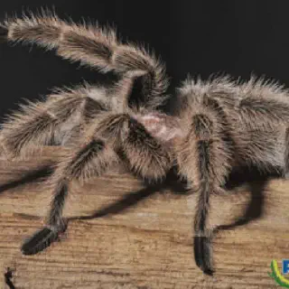 /img/14908-tarantula-cleaning.webp