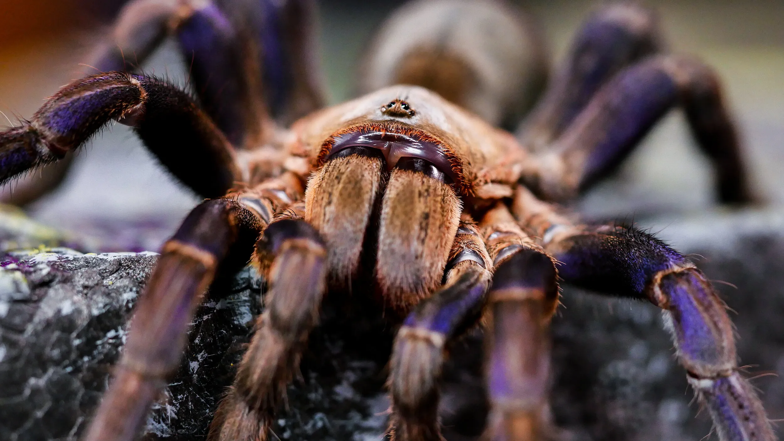 14908 tarantula handling