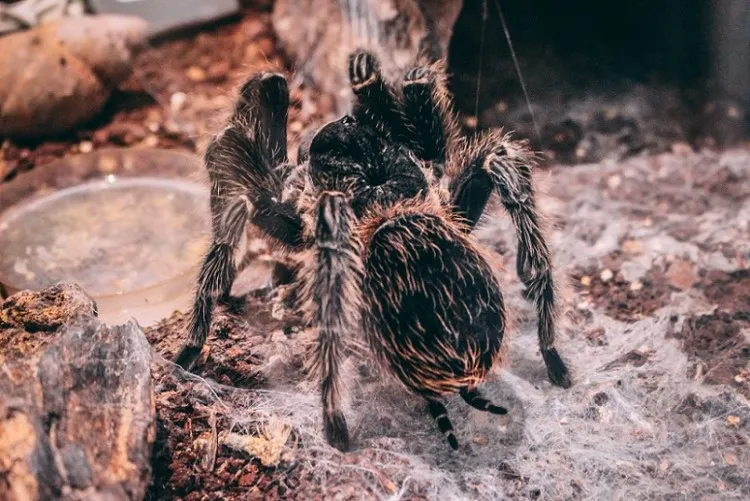 14908 tarantula substrate