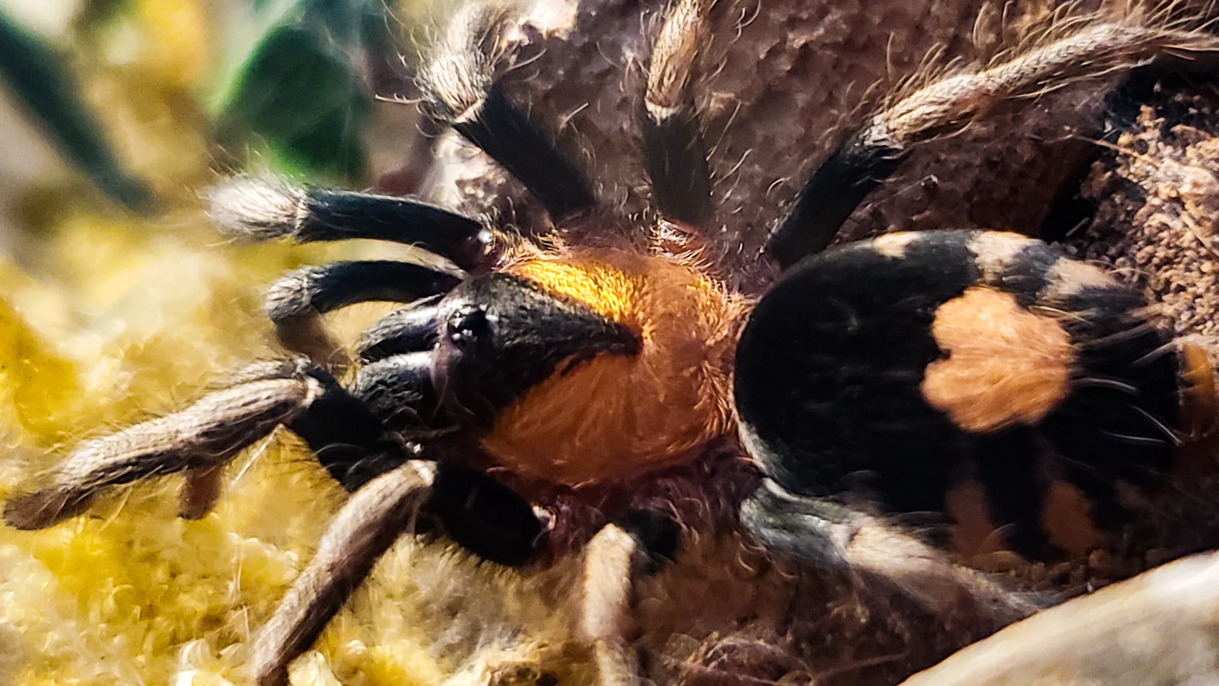 14908 tarantula water dish