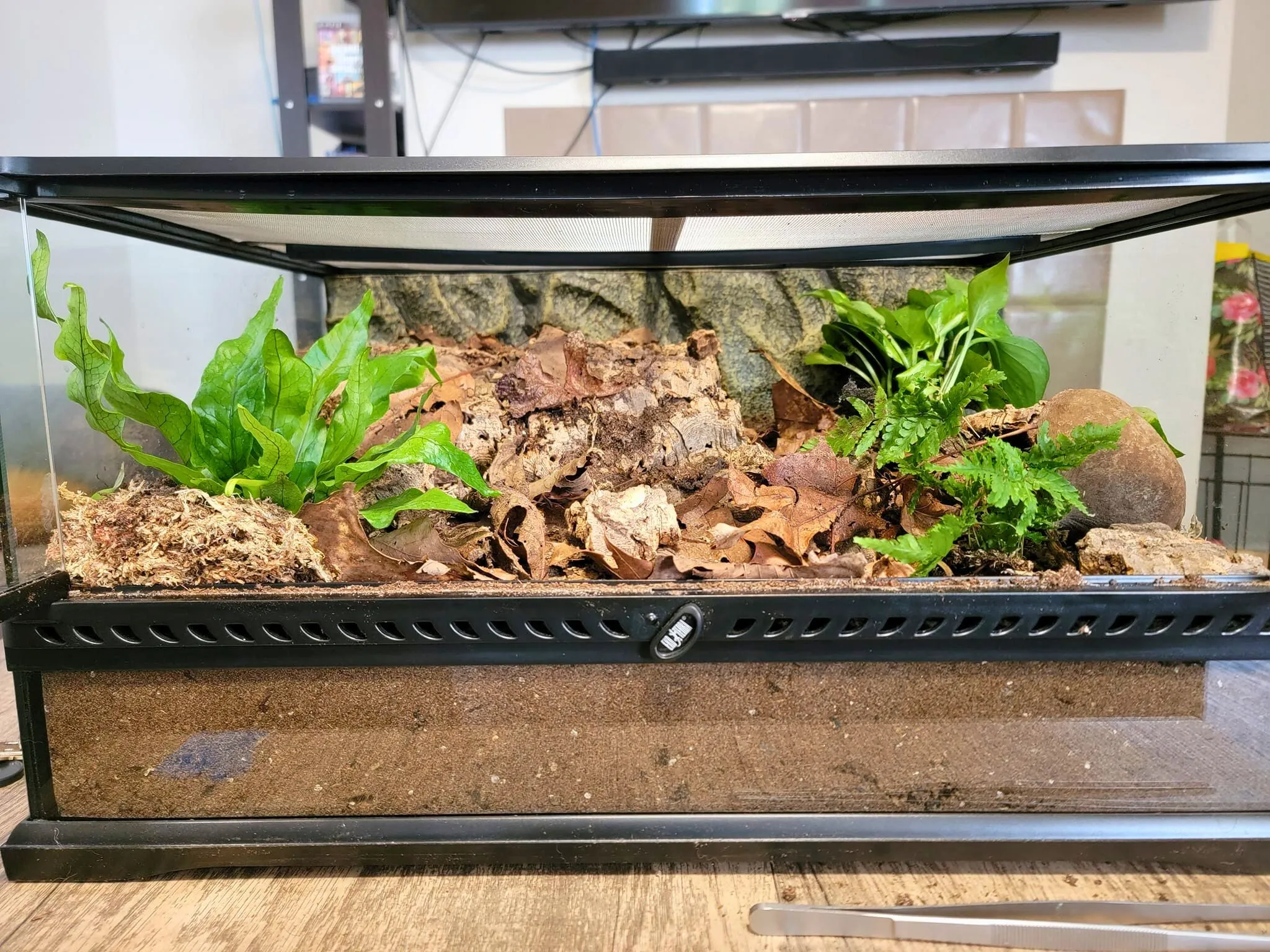 14910 glass tarantula enclosure