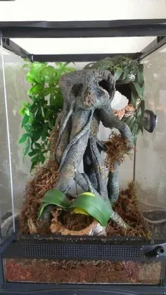 14910 tarantula hide