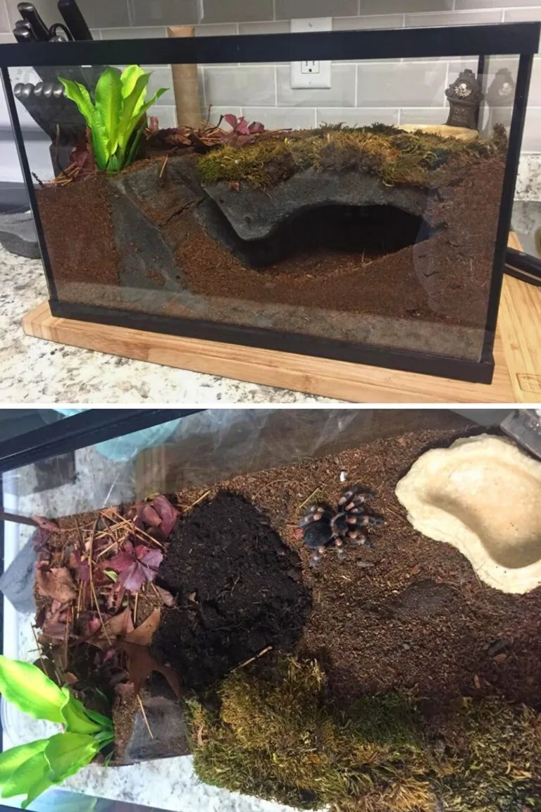 14910 tarantula substrate