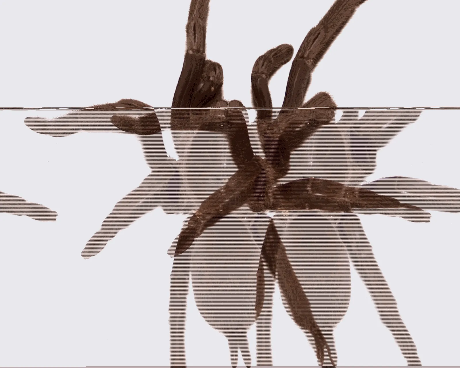 14912 philippine dwarf tarantula handling