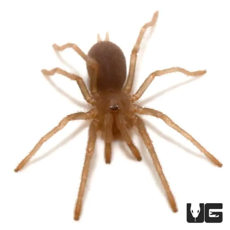 /img/14912-philippine-dwarf-tarantula-stress.webp