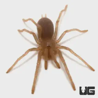 /img/14912-philippine-dwarf-tarantula-stress.webp