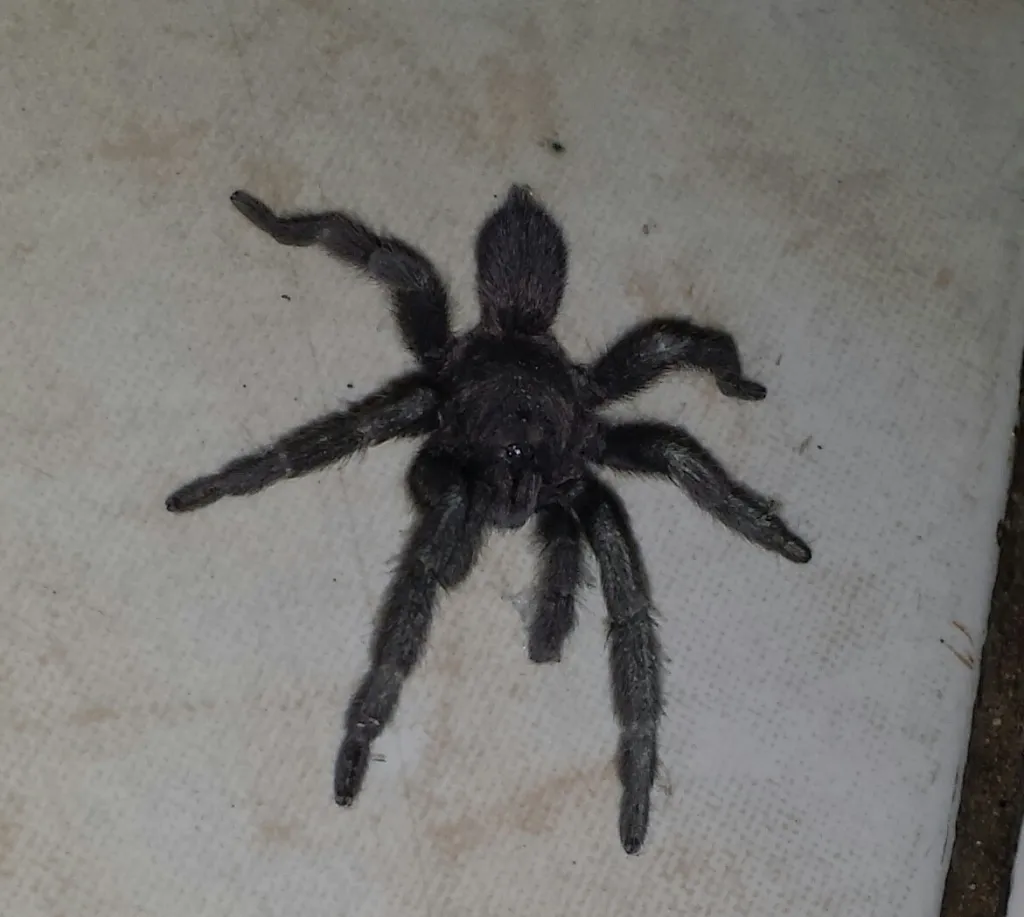 14912 philippine dwarf tarantula temperature