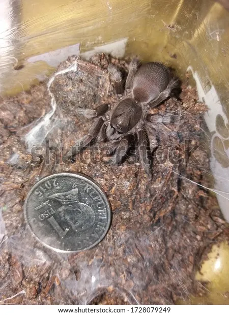 14912 philippine dwarf tarantula water