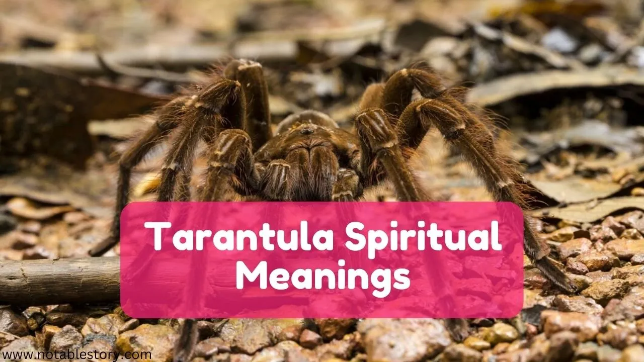 14915 tarantula characteristics