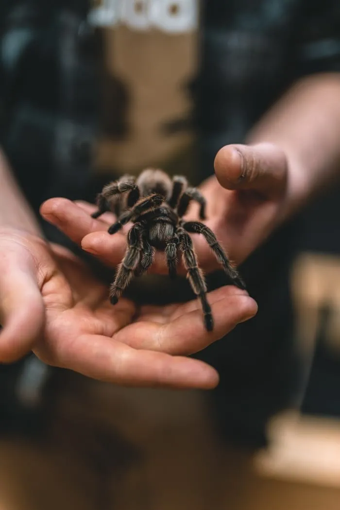 /img/14915-tarantula-folklore.webp