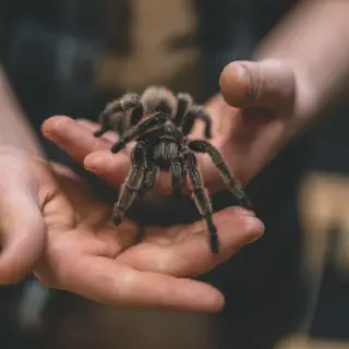 /img/14915-tarantula-folklore.webp
