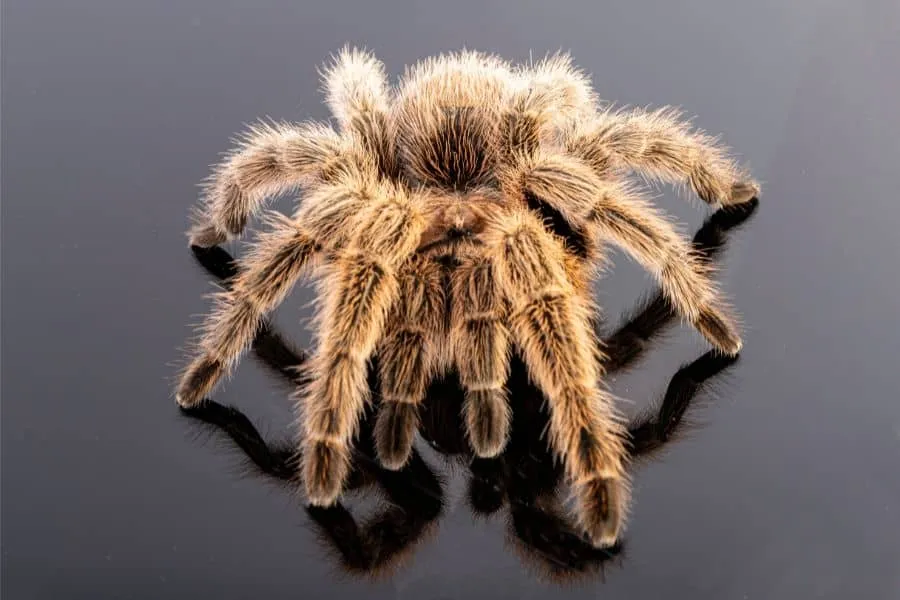 14915 tarantula habitat