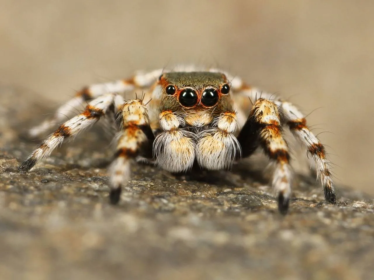 14915 tarantula molting