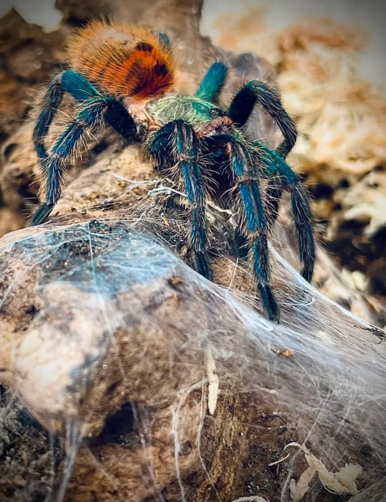 14915 tarantula nocturnal