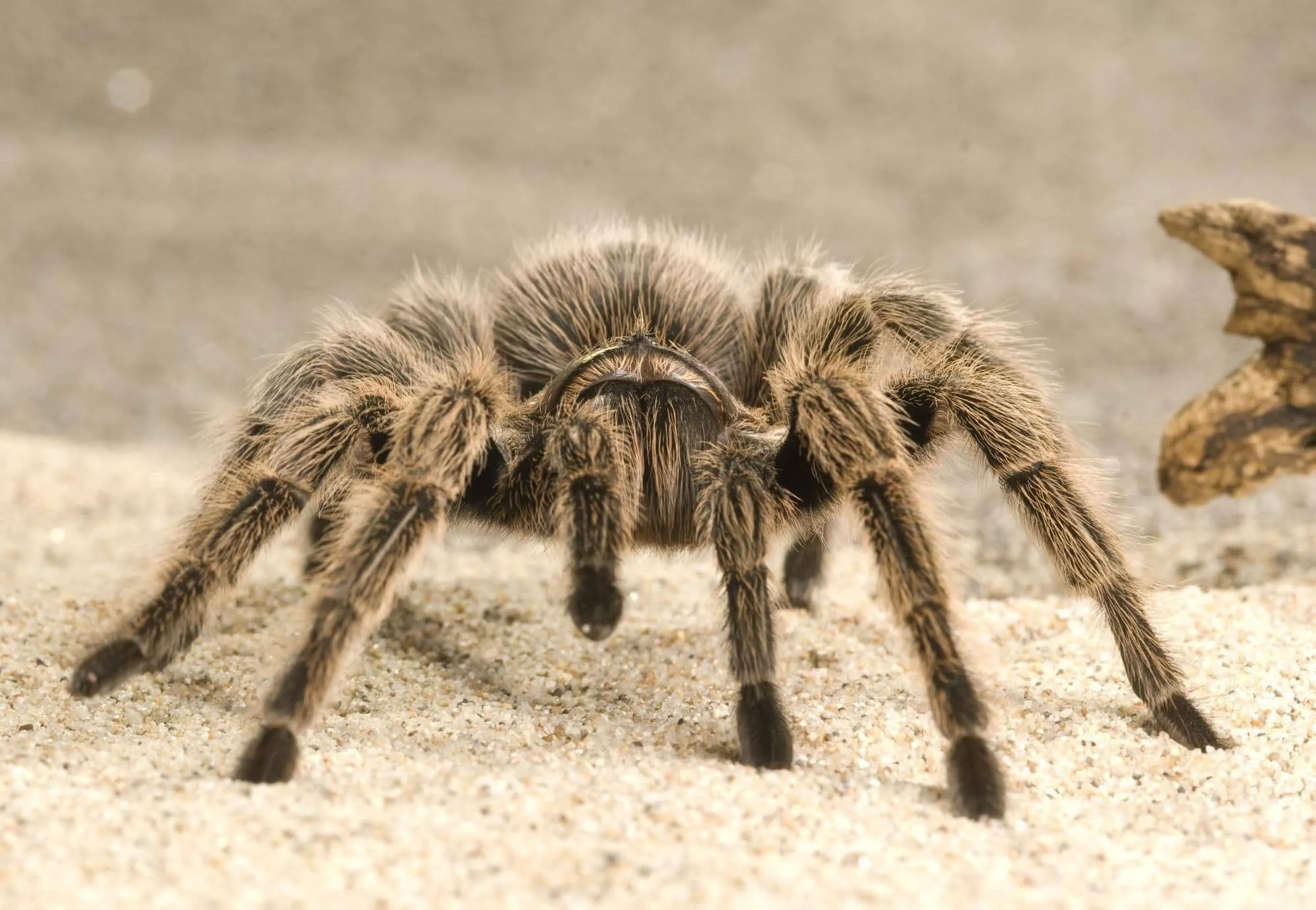 14915 tarantula urdu meaning